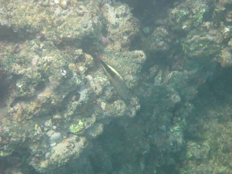Picture 060
